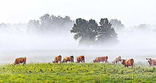 Cows On A Foggy Morning_45887.jpg - Photographed near Kilmarnock, Ontario, Canada.